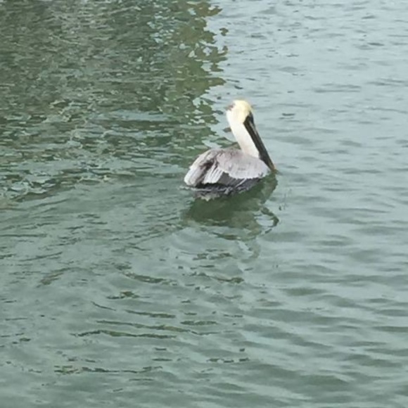 Meet your Posher, Down - Picture 1 of 1